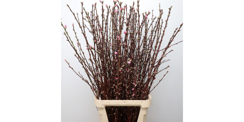 Prunusblossom 120cm Super P Stem 120 Brown