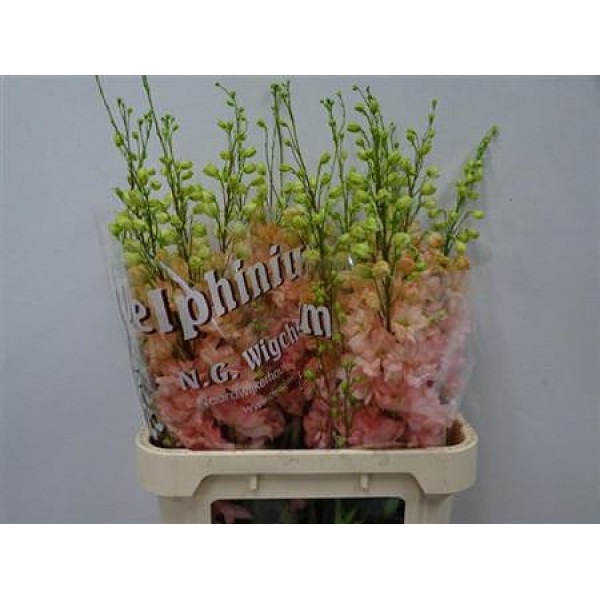 Delphinium El Caroline 90cm  Col-Peach