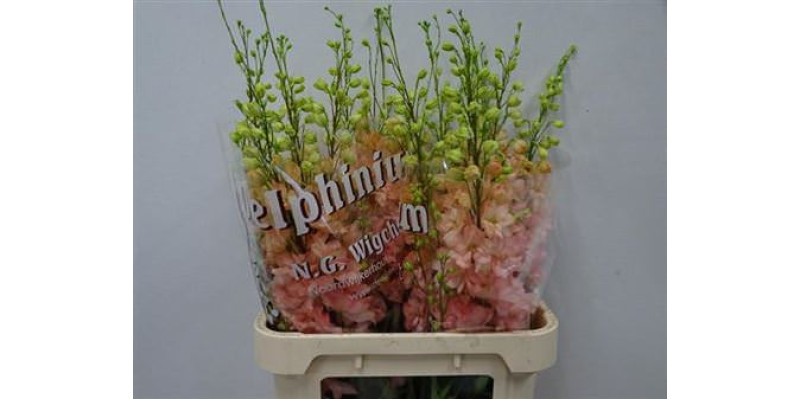 Delphinium El Caroline 80cm A1