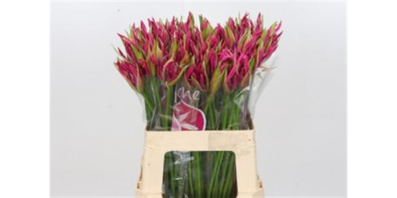 Nerine Ras Van Roon 60cm A1