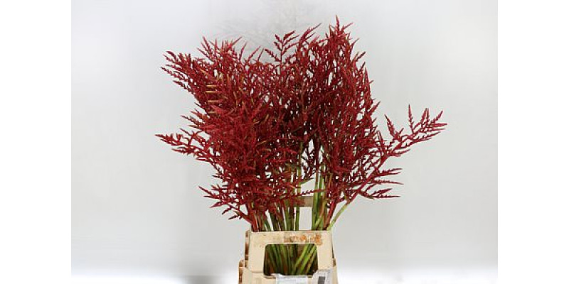 Bromelia Red Paloma 90cm A1