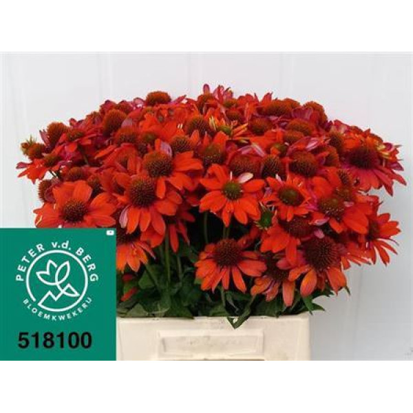 Echi Purpurea Oranje 60 cm A1