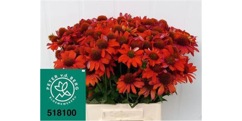 Echi Purpurea Oranje 60 cm A1