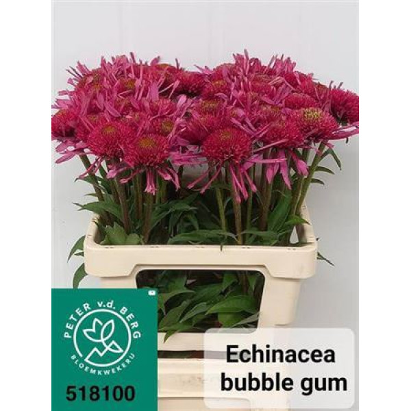 Echi Bubble Gum 60 cm A1