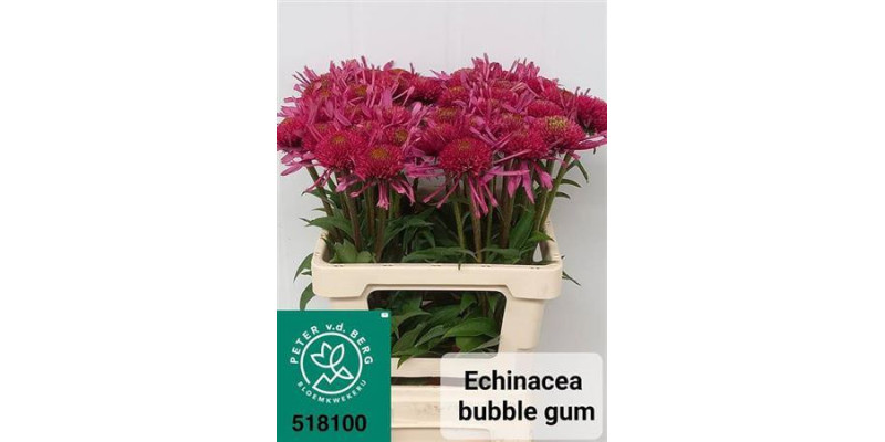 Echi Bubble Gum 60 cm A1