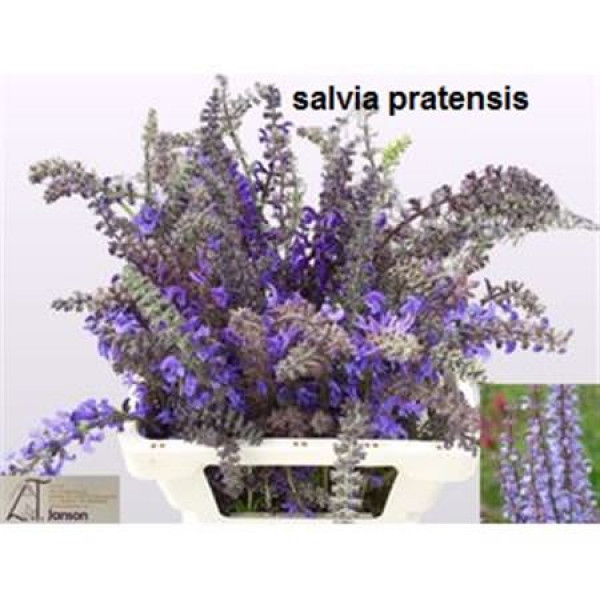 Salvia Ov 68cm A1