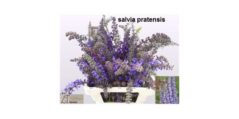 Salvia Ov 68cm A1