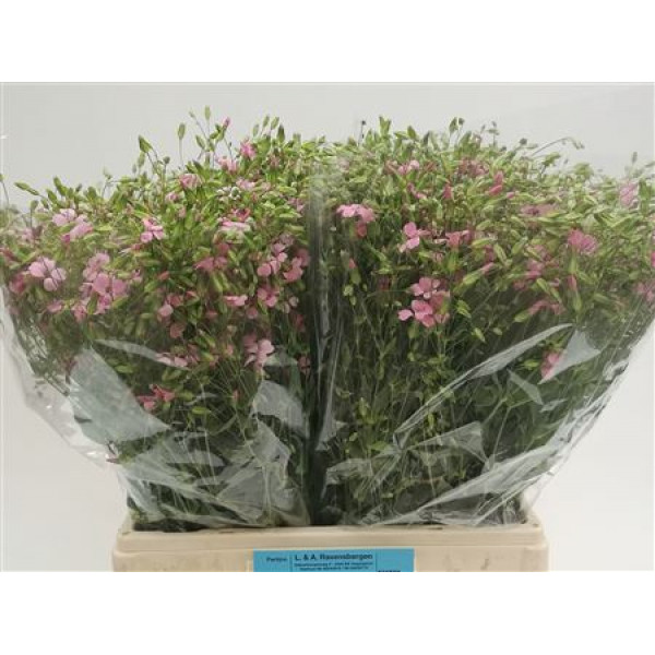 Saponaria Bs Ov Roze 65cm A1