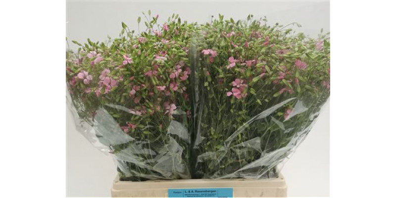 Saponaria Bs Ov Roze 65cm A1