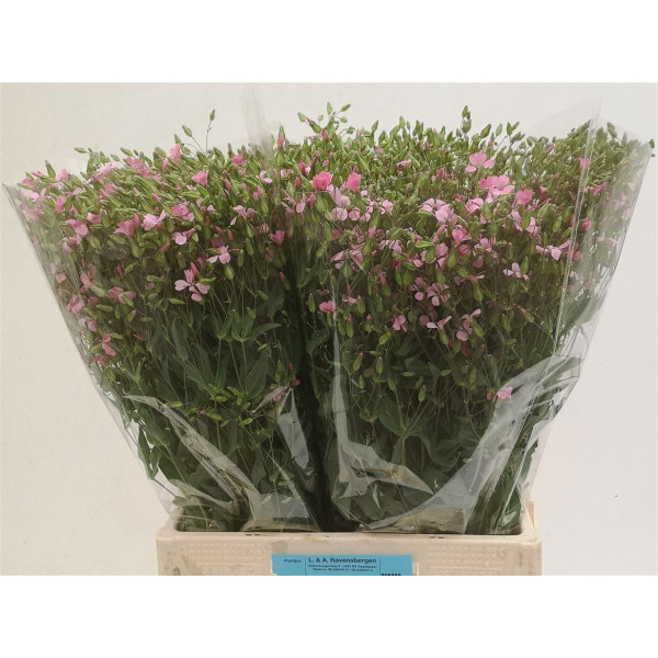 Saponaria Roze Bos 70 cm A1
