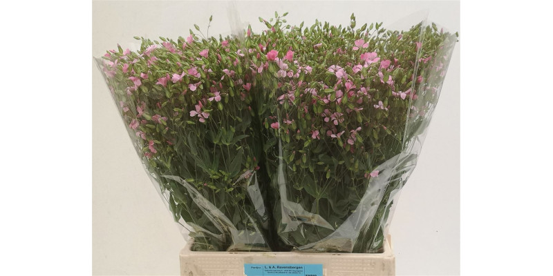 Saponaria Roze Bos 70 cm A1
