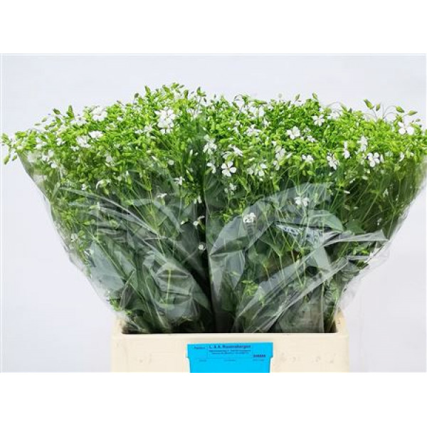 Saponaria Bs Ov Wit 65cm A1