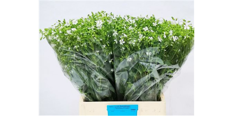 Saponaria Bs Ov Wit 65cm A1