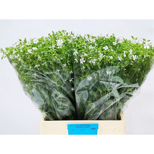 Saponaria Wit Bos 70 cm A1