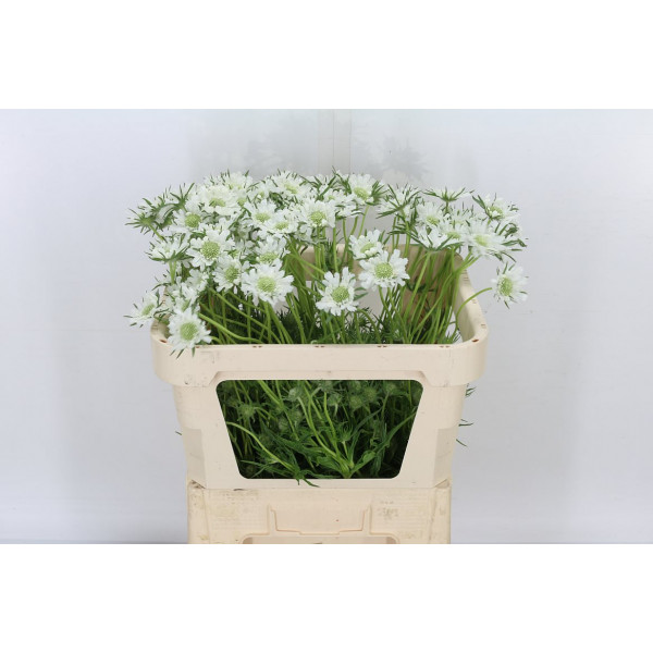 Scab Caucasica 70cm A1 Col-White