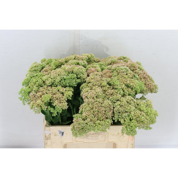 Sedum Spectabile 60cm A1 Col-Green