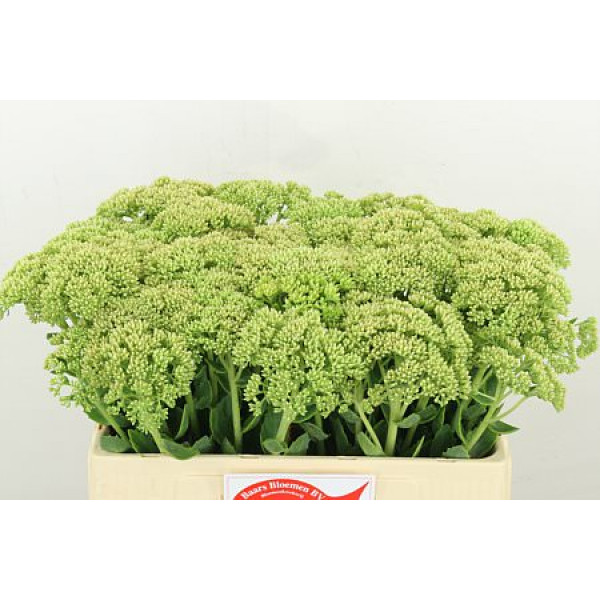 Sedum Spectabile 55cm A1