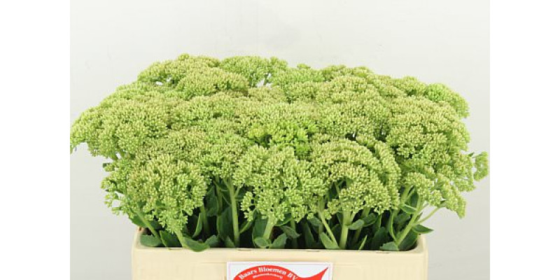 Sedum Spectabile 55cm A1