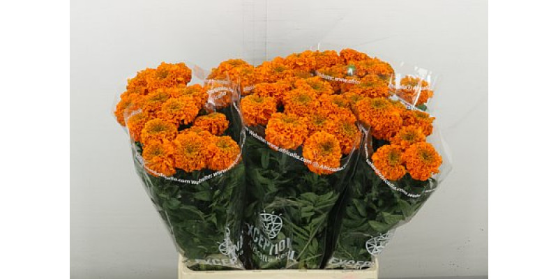 Tag Orange Extra 70 cm A1