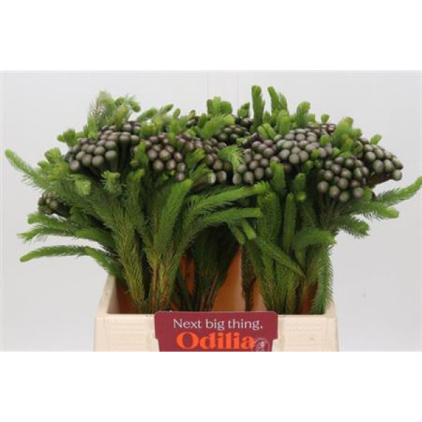 Kaaps Brunia Albiflora 40cm A1