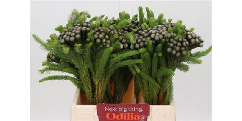 Kaaps Brunia Albiflora 40cm A1