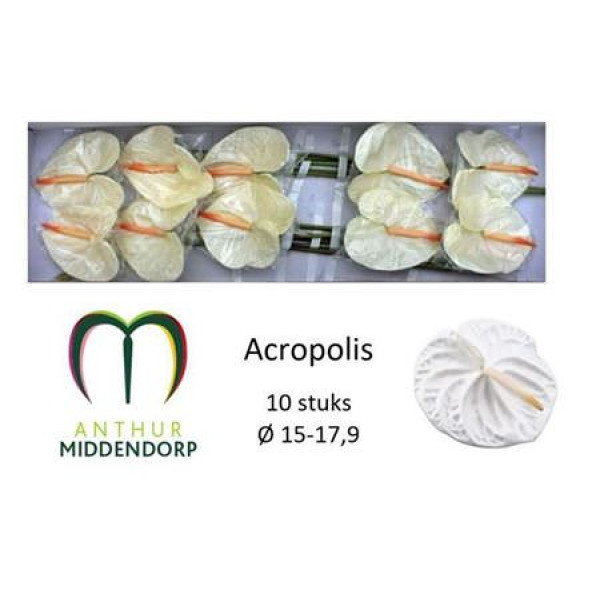 Anthurium Acropolis X10 10cm 10 Col-White