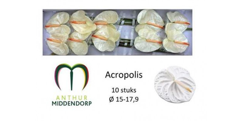 Anthurium Acropolis X10 10cm 10 Col-White