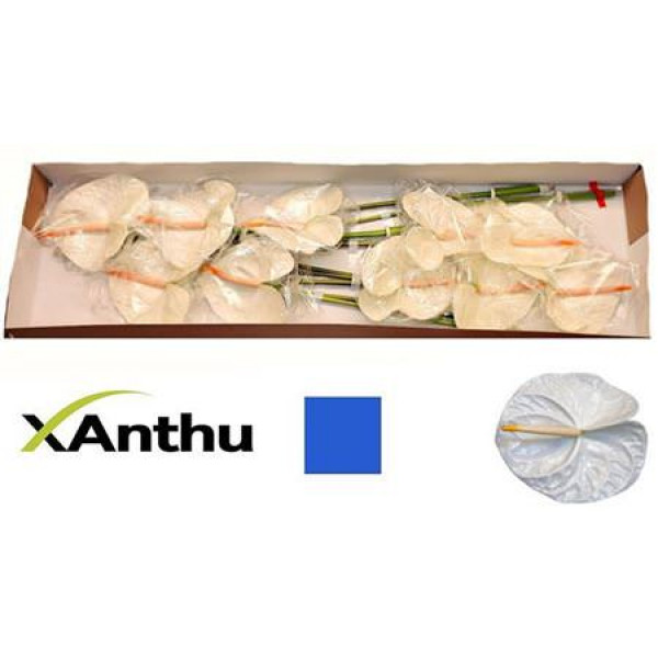 Anthurium Acropolis X12 12cm 12 Col-White