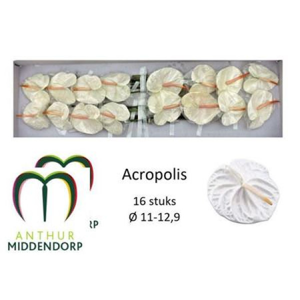 Anthurium Acropolis X16 16cm 16 Col-White