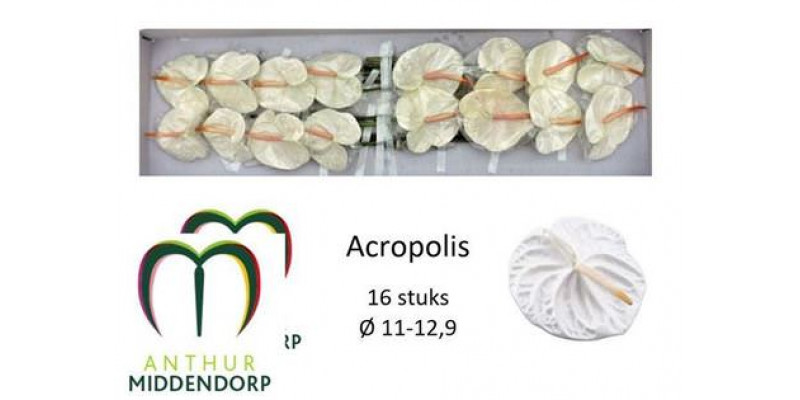 Anthurium Acropolis X16 16cm 16 Col-White