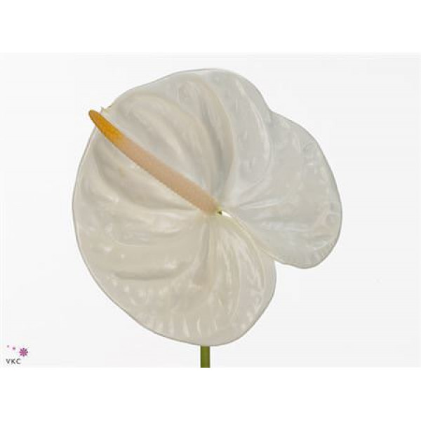 Anthurium A Acropolis 0cm A1