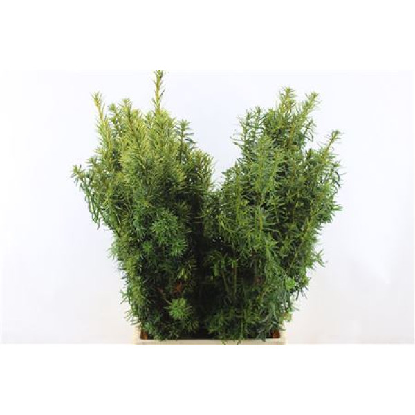 Con. Taxus Baccata 75cm A1