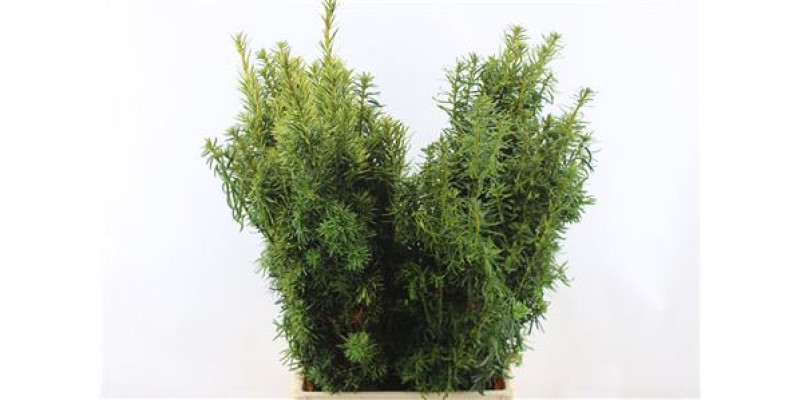 Con. Taxus Baccata 75cm A1