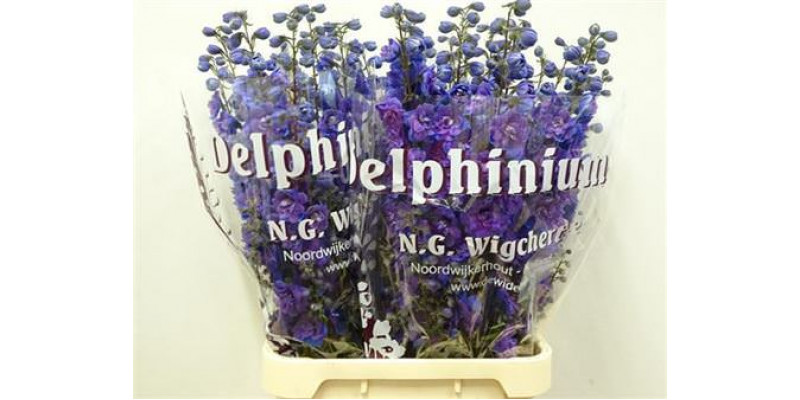 Delphinium El Christel 120cm  Col-Purple