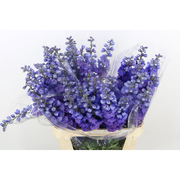 Delphinium El Christel 90cm  Col-Purple