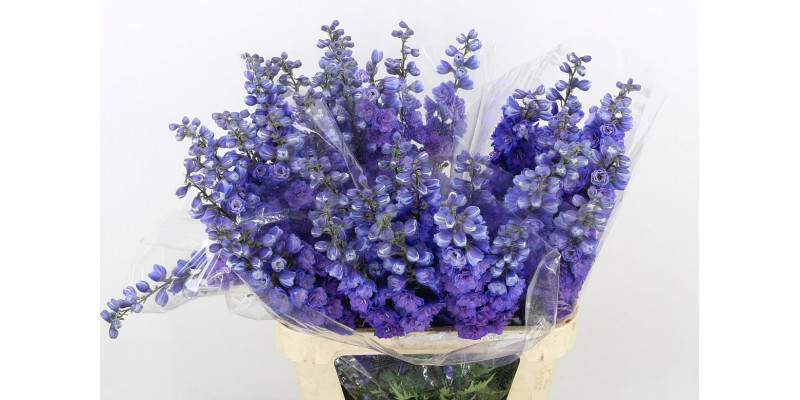 Delphinium El Christel 90cm  Col-Purple