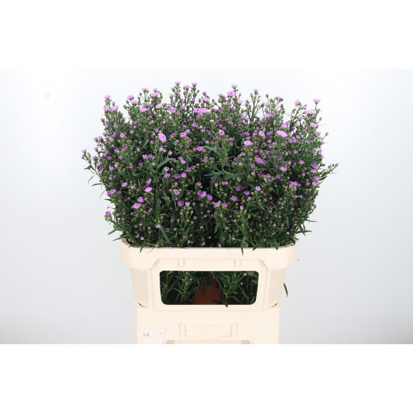 Aster Painted Lady 80cm  Col-Purple