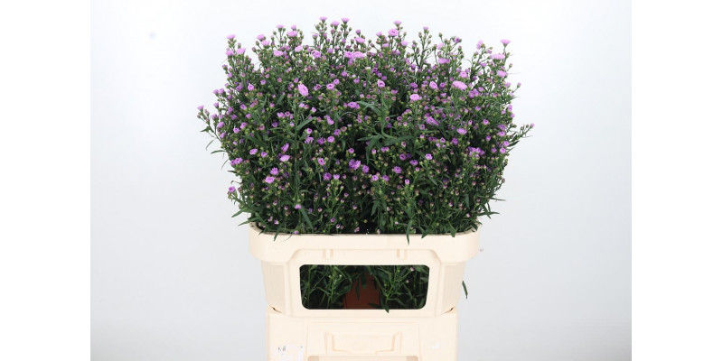 Aster Painted Lady 80cm  Col-Purple