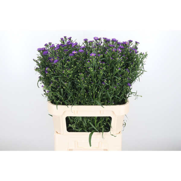 Aster Purple Monarch 80cm  Col-Purple