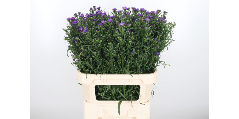 Aster Purple Monarch 80cm  Col-Purple