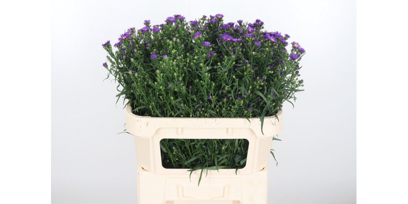 Aster Purple Monarch 70cm  Col-Purple