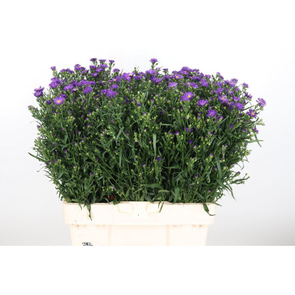 Aster Purple Monarch 60cm  Col-Purple