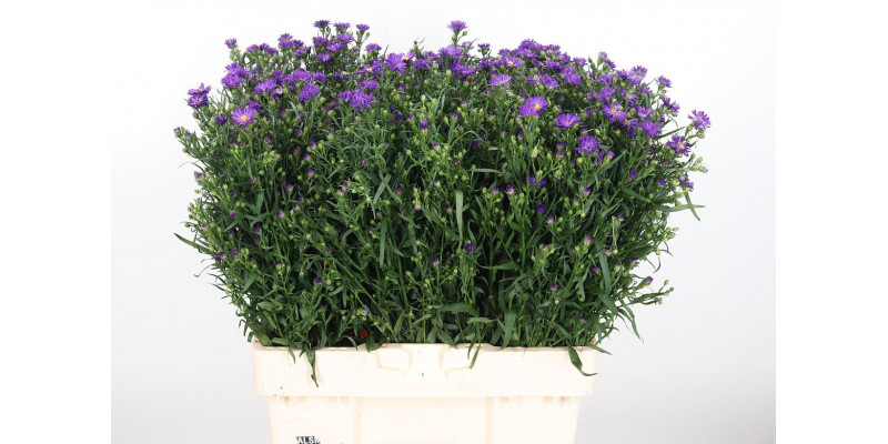 Aster Purple Monarch 60cm  Col-Purple