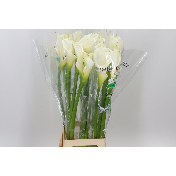 Zanthedeschias (Calla Lilly) Ae Colombe Paix 90cm A1 Col-White