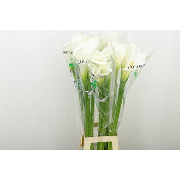 Zanthedeschias Calla Lilly Ae Colombe Paix 100 cm A1
