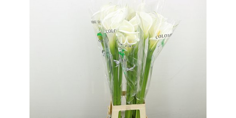 Zanthedeschias Calla Lilly Ae Colombe Paix 100 cm A1