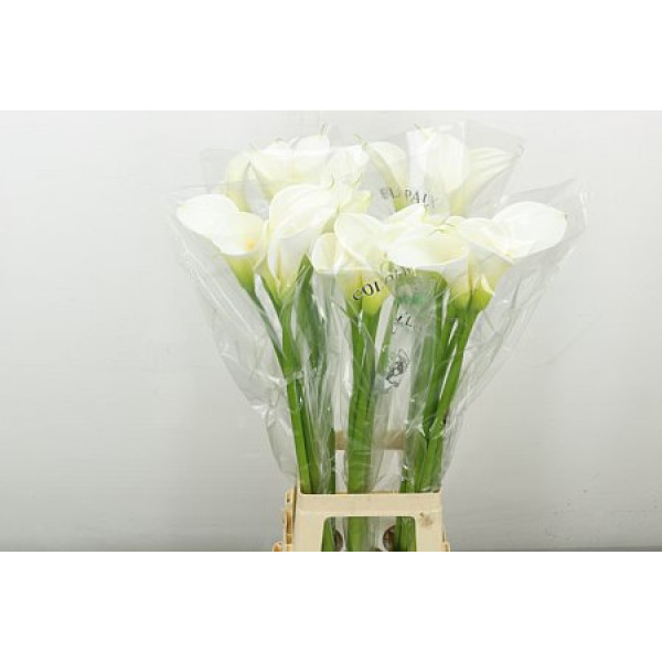 Zanthedeschias Calla Lilly Ae Colombe Paix 90 cm A1