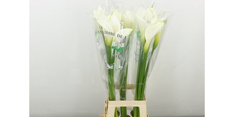 Zanthedeschias Calla Lilly Ae Colombe Paix 90 cm A1