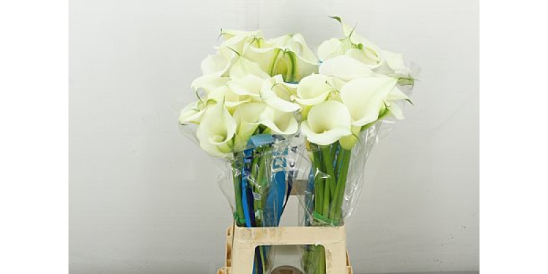 Zanthedeschias Calla Lilly Ae Colombe Paix 70 cm A1