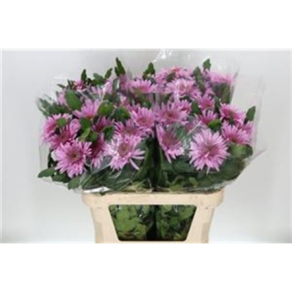 Chrysanthemums G Eleonora Lilac 80cm A1